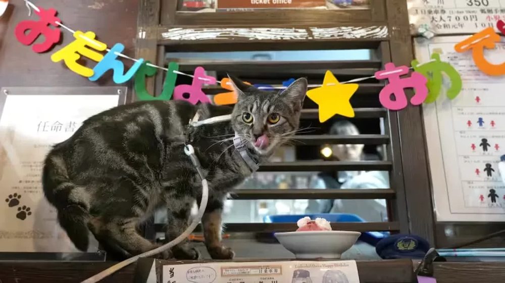 Nakano-san licking her lips beside a tiny birthday cake