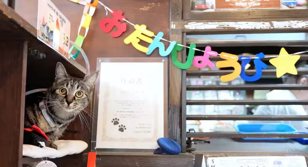 Nakano-san peeking from her wooden cubby next to her certificate of appointment